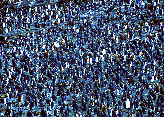 3006253-1000-penguins-01-0002-lwrz